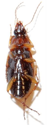 Calathus cinctus